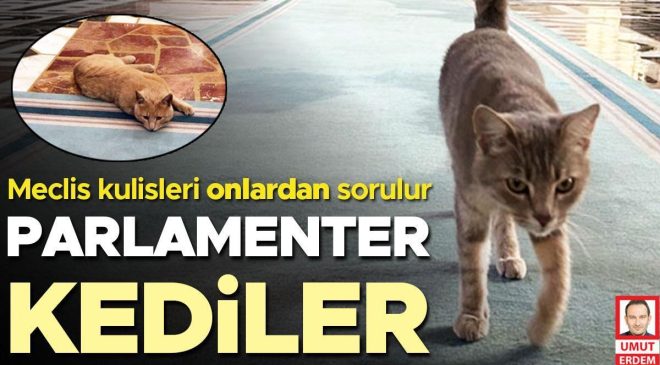 Parlamenter kediler… Meclis kulisleri onlardan sorulur