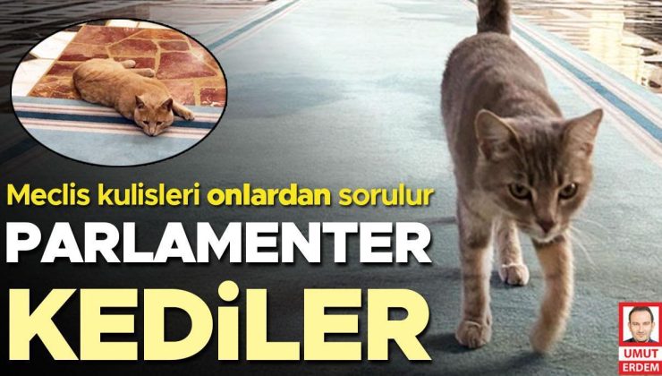 Parlamenter kediler… Meclis kulisleri onlardan sorulur